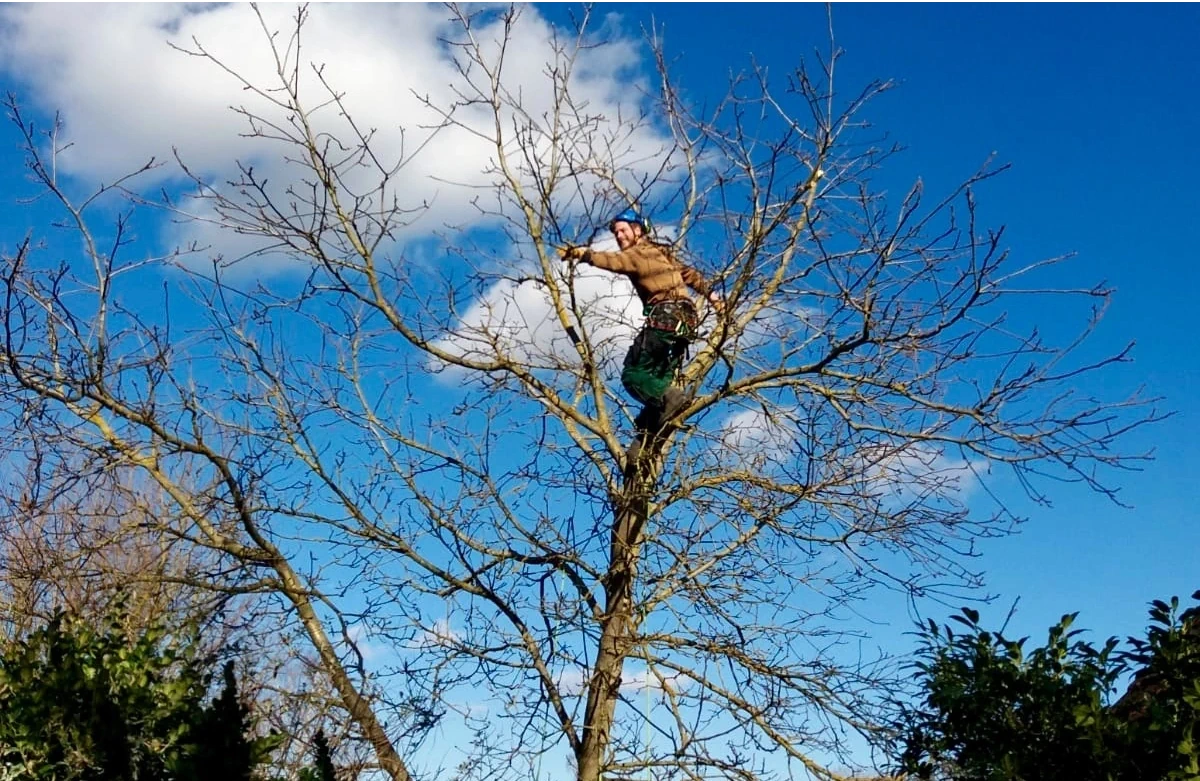 Baumschnitt Obstbaum